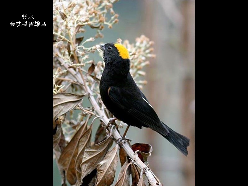 张永 金枕黑雀雄鸟